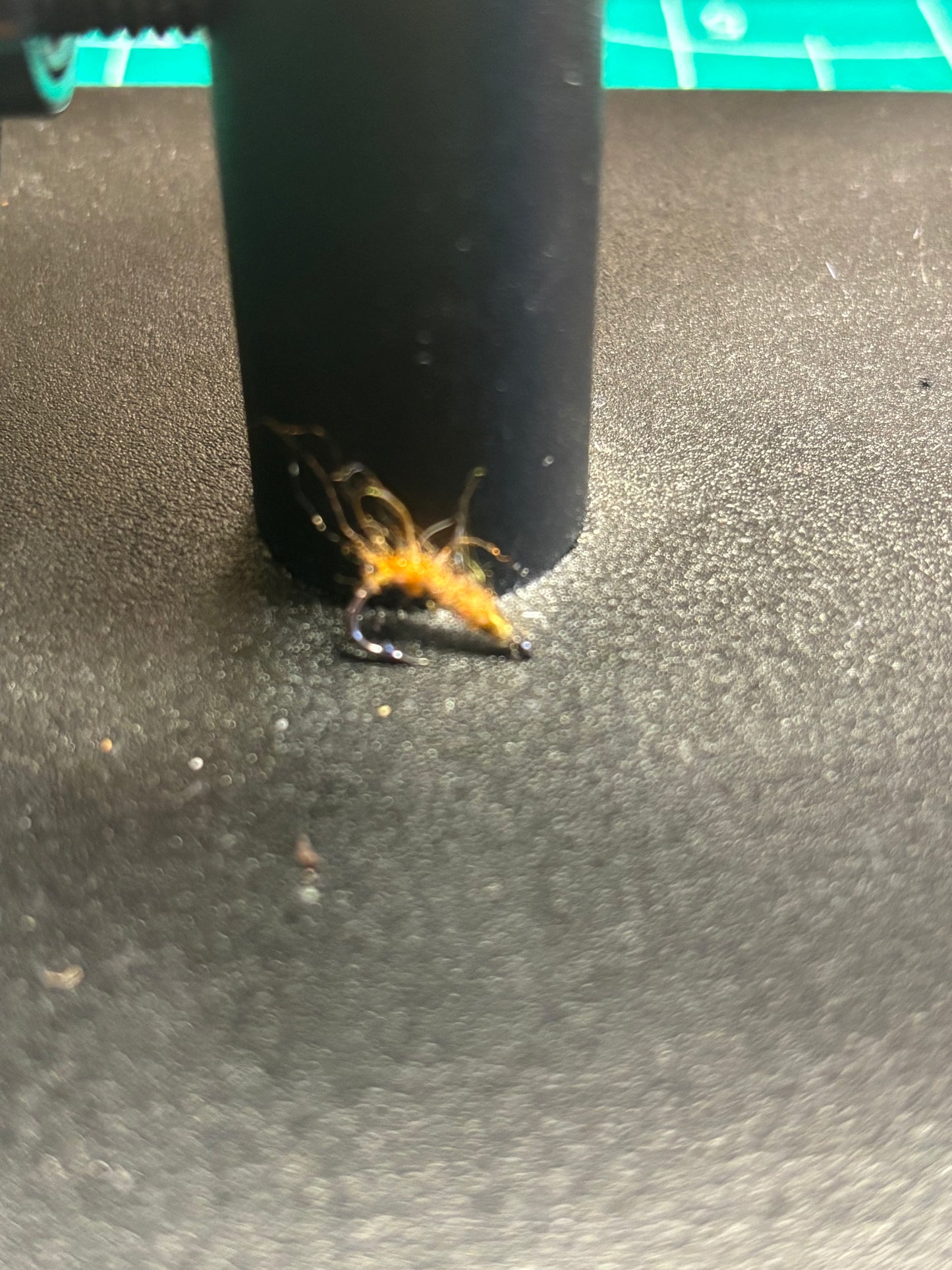 Orange mosquito